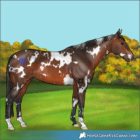 Horse Color:White Spotted Brown 