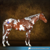Horse Color:White Spotted Silver Brown Varnish