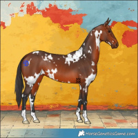 Horse Color:White Spotted Bay 