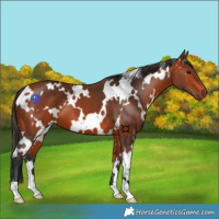 Horse Color:White Spotted Bay 