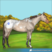 Horse Color:White Spotted Bay Dun Appaloosa 