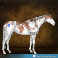 Horse Color:White Spotted Silver Bay Splash