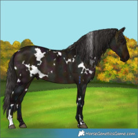 Horse Color:White Spotted Midnight Bay Ice Dun