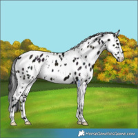 Horse Color:White Spotted Midnight Grullo Appaloosa 