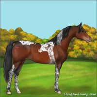 Horse Color:Brown Tobiano Appaloosa 