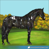 Horse Color:White Spotted Midnight Brown Ice Dun 