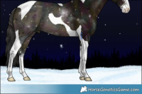 Horse Color:Midnight Brown Dun Sabino Tobiano