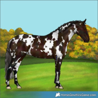 Horse Color:White Spotted Midnight Bay 