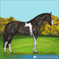 Horse Color:White Spotted Midnight Liver Red Dun Tobiano 
