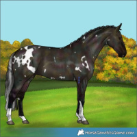 Horse Color:White Spotted Midnight Brown Dun Tobiano 
