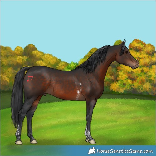 Horse Color:Brown Tobiano Rabicano 
