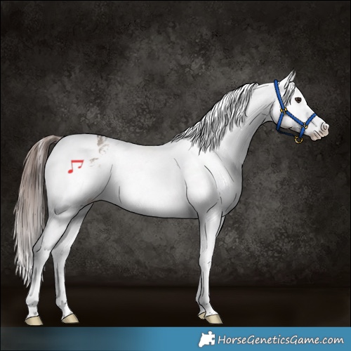 Horse Color:Brown Dun Sabino Tobiano Appaloosa Rabicano 