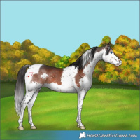 Horse Color:Brown Splash Tobiano Rabicano 