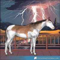 Horse Color:Bay Splash Tobiano