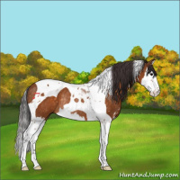 Horse Color:Buckskin Sabino Splash Tobiano Rabicano 
