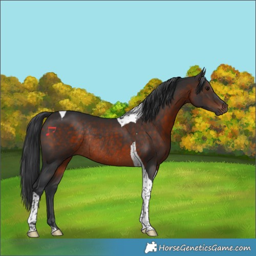 Horse Color:Brown Tobiano Rabicano