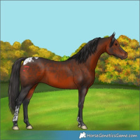 Horse Color:Brown Tobiano 