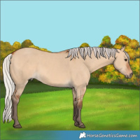 Horse Color:Silver Bay Dun