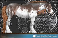 Horse Color:White Spotted Liver Chestnut Sabino Rabicano 