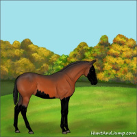 Horse Color:Void Bay Splash