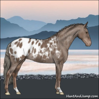 Horse Color:Liver Red Dun Mushroom Appaloosa Rabicano Brindle 