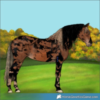 Horse Color:Void Chestnut Tobiano 