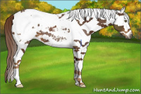 Horse Color:Gray White Spotted Chestnut Appaloosa 