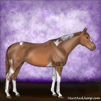 Horse Color:Chestnut Tobiano 