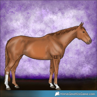 Horse Color:Chestnut Tobiano 