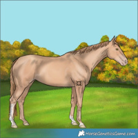 Horse Color:Gold Champagne Tobiano 