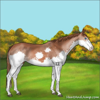 Horse Color:Chestnut Splash 