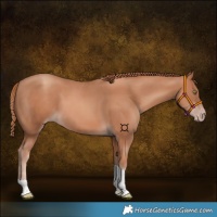 Horse Color:Gold Champagne Tobiano 