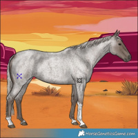 Horse Color:Silver Blue Roan Tobiano 