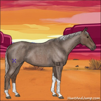 Horse Color:Silver Blue Roan Tobiano