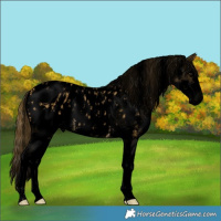 Horse Color:Void Buckskin Sabino Splash Blanket 