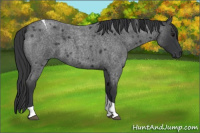 Horse Color:Blue Roan Tobiano 