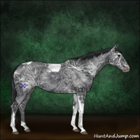Horse Color:Black Ice Tobiano 