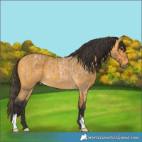 Horse Color:Bay Roan and Buckskin