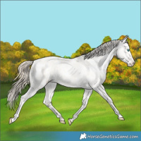Horse Color:Perlino Roan Dun Appaloosa 
