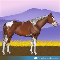 Horse Color:Chestnut Splash Tobiano