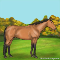 Horse Color:Bay Rabicano 