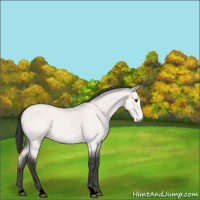 Horse Color:Platinum Buckskin Roan 