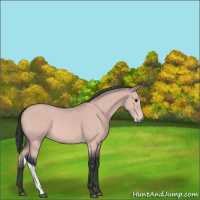 Horse Color:Platinum Bay 