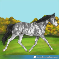 Horse Color:Black Sabino 