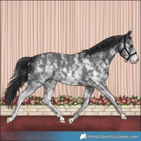 Horse Color:Black Sabino 