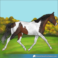 Horse Color:Brown Tobiano 