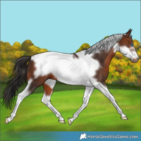 Horse Color:Brown Tobiano Frame 