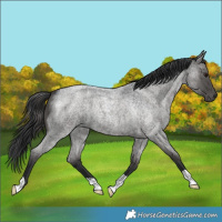 Horse Color:Blue Roan 