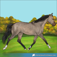 Horse Color:Brown Dun 