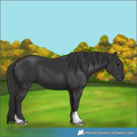 Horse Color:Black 